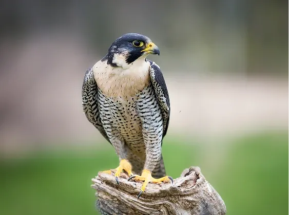 Protection of the Peregrine Falcon