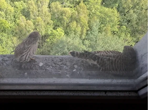 A Kestrel Nest That Halted Demolition Works